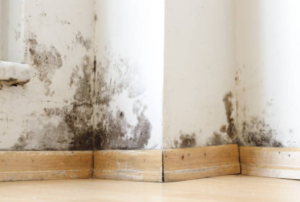Severe moisture and mold damage at the base of an interior wall in a residential home