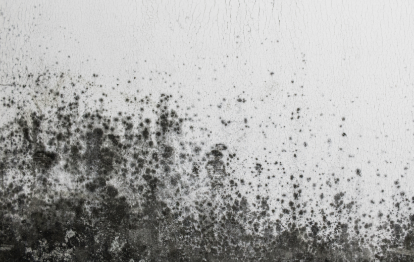 Heavy black mold spreading on a white wall due to moisture and mold problems