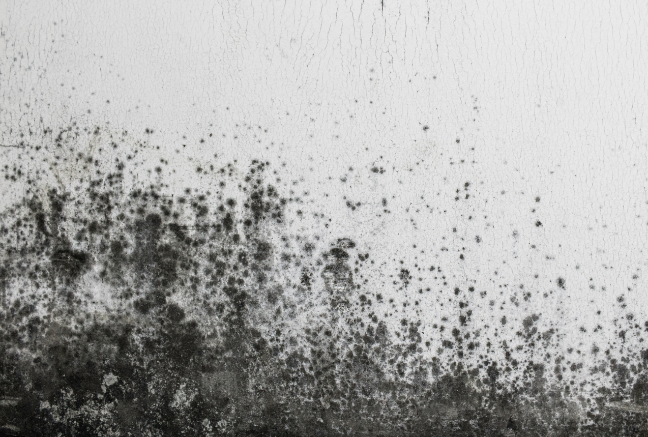Heavy black mold spreading on a white wall due to moisture and mold problems