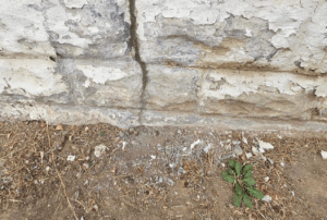 A vertical crack in a concrete block foundation wall with peeling paint, a sign of cracked concrete.