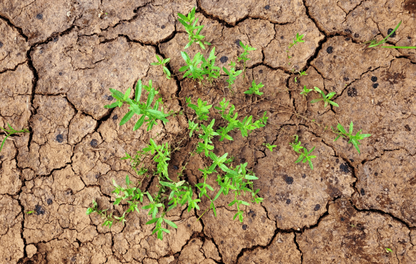 Cracked, dry clay soil with small plant, a visual sign of drought and foundation risk.