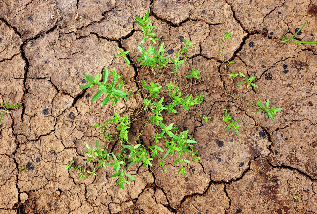Cracked, dry clay soil with small plant, a visual sign of drought and foundation risk.